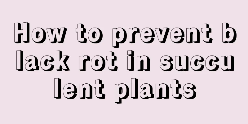 How to prevent black rot in succulent plants