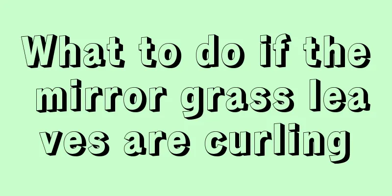 What to do if the mirror grass leaves are curling