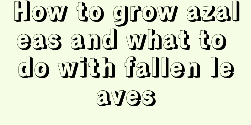 How to grow azaleas and what to do with fallen leaves