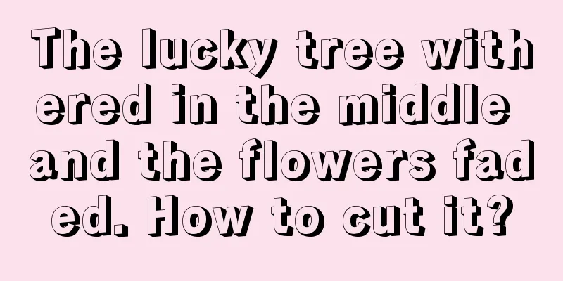 The lucky tree withered in the middle and the flowers faded. How to cut it?