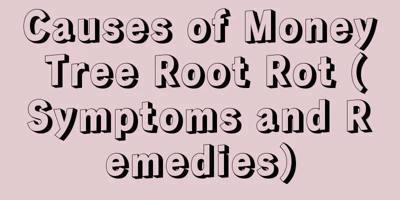 Causes of Money Tree Root Rot (Symptoms and Remedies)