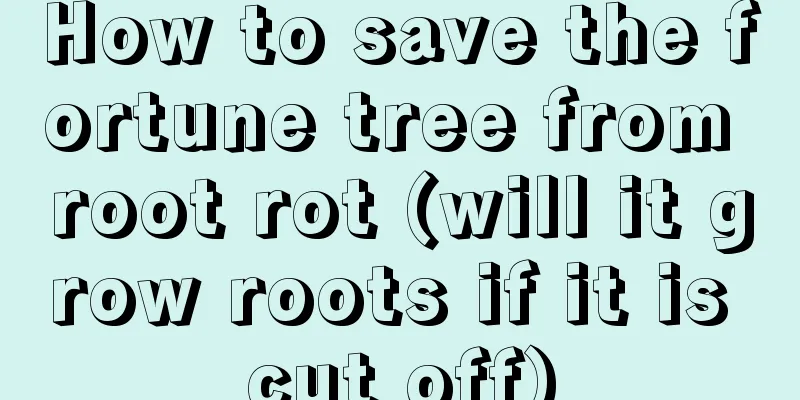 How to save the fortune tree from root rot (will it grow roots if it is cut off)