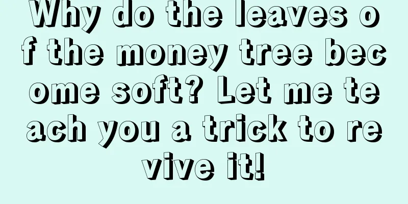 Why do the leaves of the money tree become soft? Let me teach you a trick to revive it!