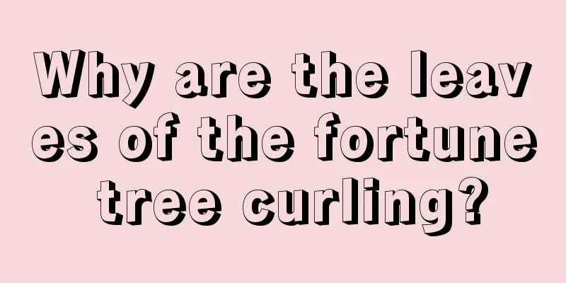 Why are the leaves of the fortune tree curling?