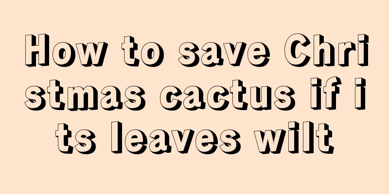 How to save Christmas cactus if its leaves wilt