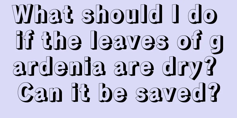 What should I do if the leaves of gardenia are dry? Can it be saved?