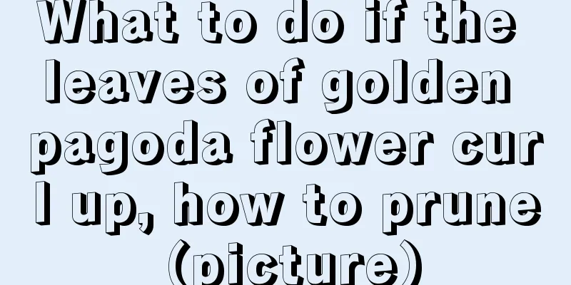 What to do if the leaves of golden pagoda flower curl up, how to prune (picture)