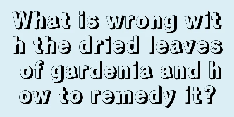 What is wrong with the dried leaves of gardenia and how to remedy it?