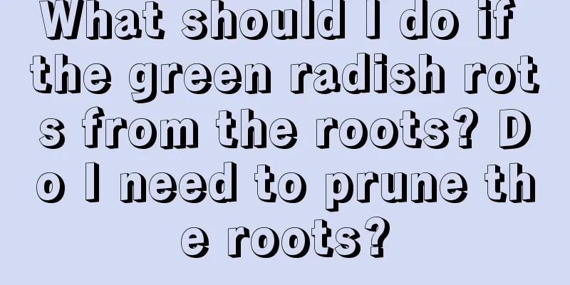 What should I do if the green radish rots from the roots? Do I need to prune the roots?