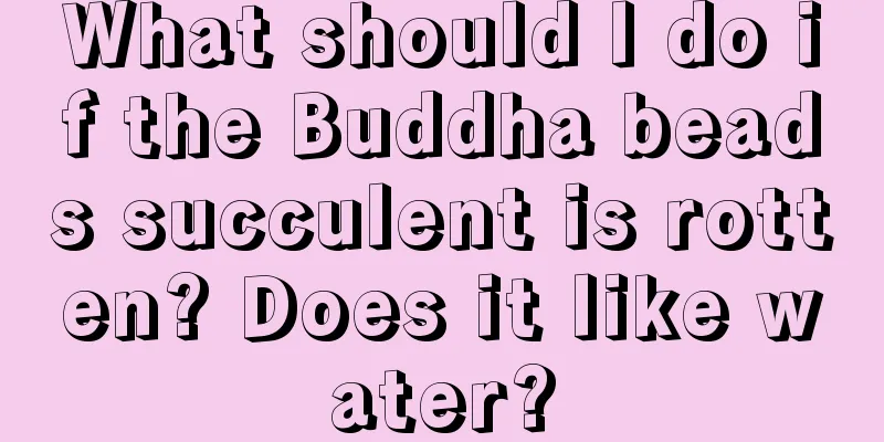 What should I do if the Buddha beads succulent is rotten? Does it like water?