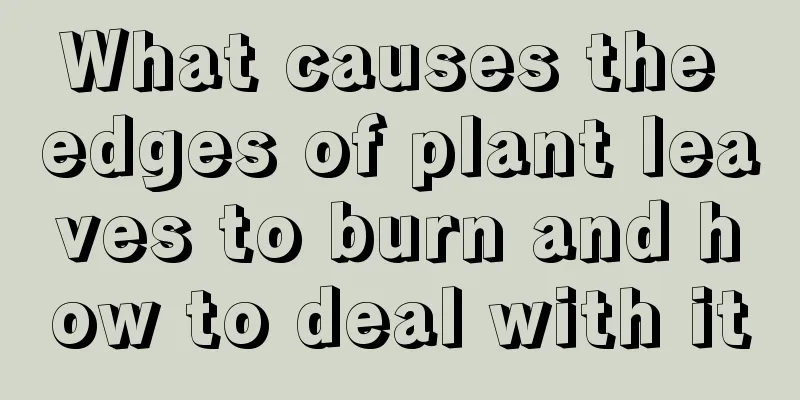 What causes the edges of plant leaves to burn and how to deal with it