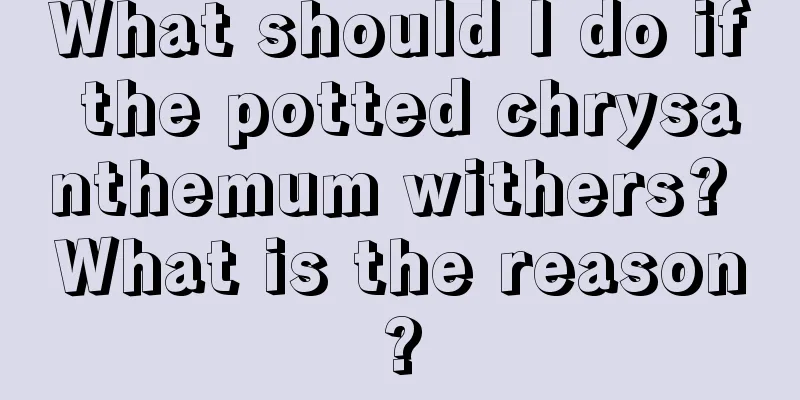 What should I do if the potted chrysanthemum withers? What is the reason?