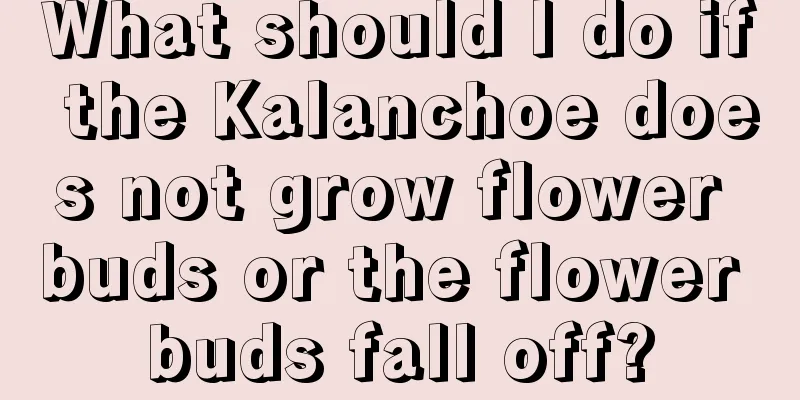 What should I do if the Kalanchoe does not grow flower buds or the flower buds fall off?