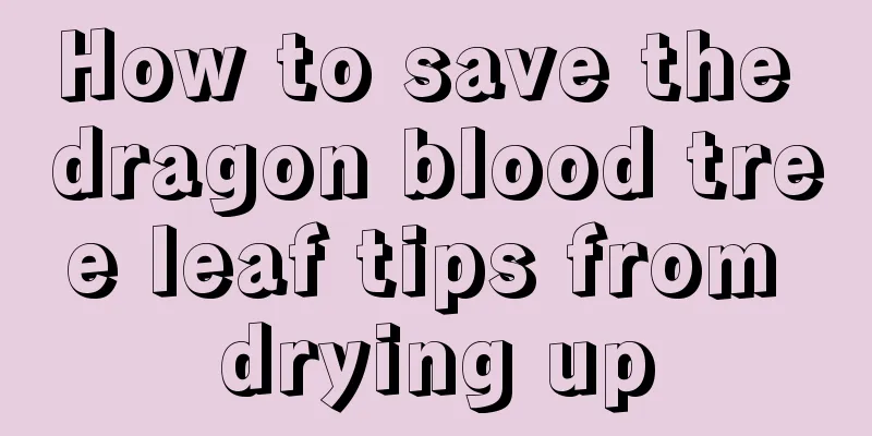 How to save the dragon blood tree leaf tips from drying up