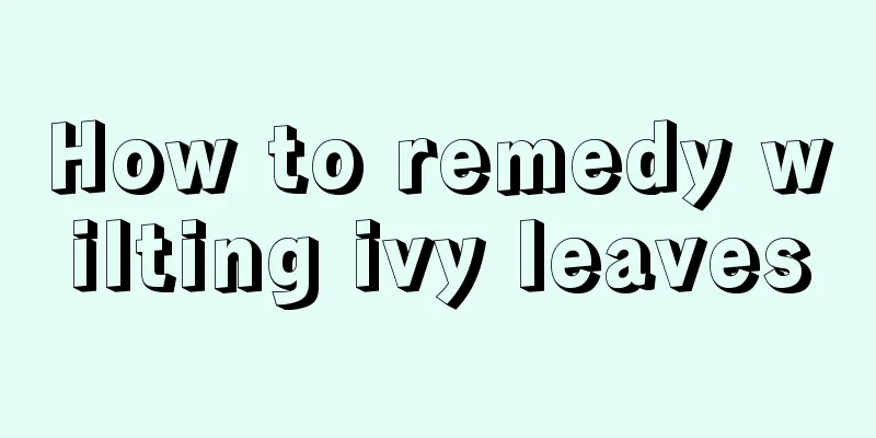 How to remedy wilting ivy leaves