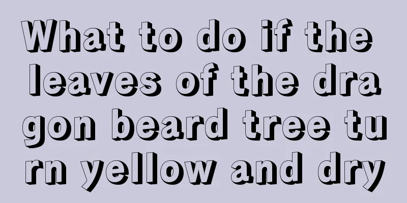 What to do if the leaves of the dragon beard tree turn yellow and dry