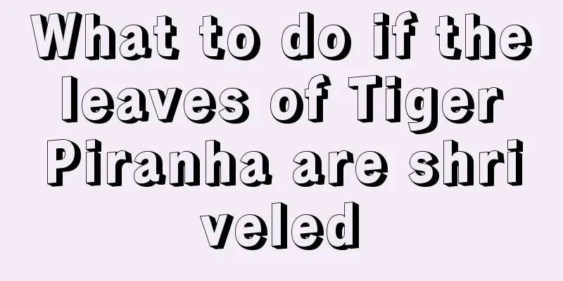 What to do if the leaves of Tiger Piranha are shriveled