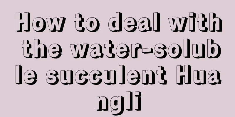 How to deal with the water-soluble succulent Huangli