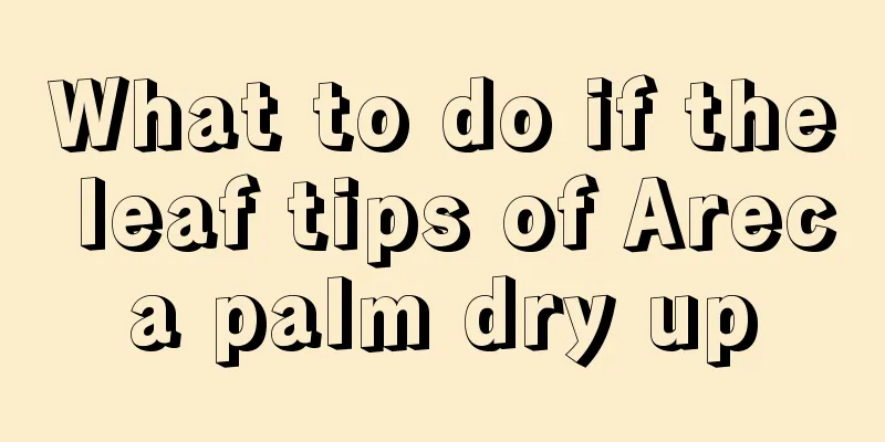 What to do if the leaf tips of Areca palm dry up