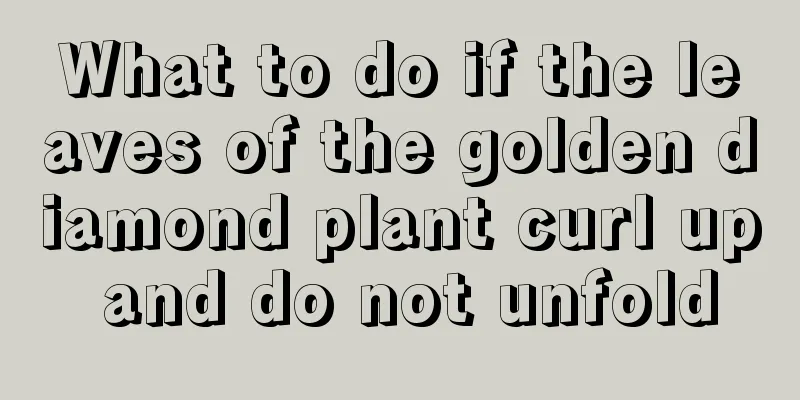 What to do if the leaves of the golden diamond plant curl up and do not unfold