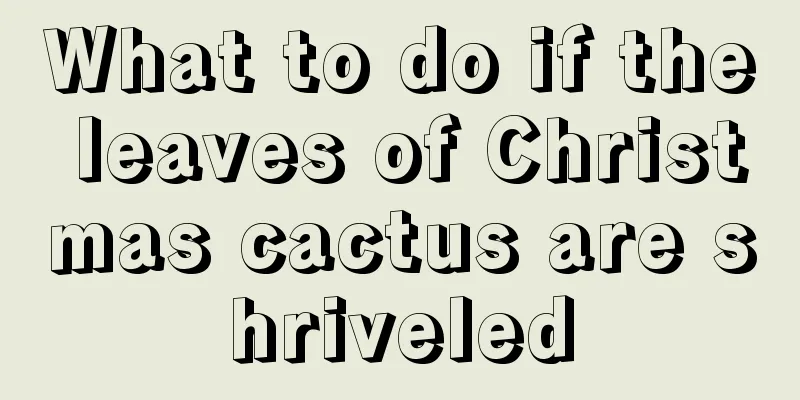 What to do if the leaves of Christmas cactus are shriveled