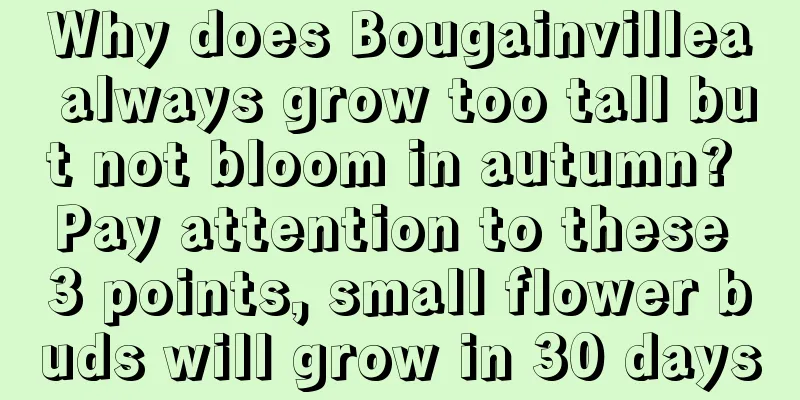 Why does Bougainvillea always grow too tall but not bloom in autumn? Pay attention to these 3 points, small flower buds will grow in 30 days