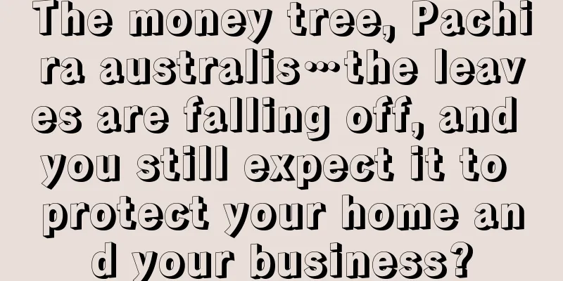 The money tree, Pachira australis…the leaves are falling off, and you still expect it to protect your home and your business?