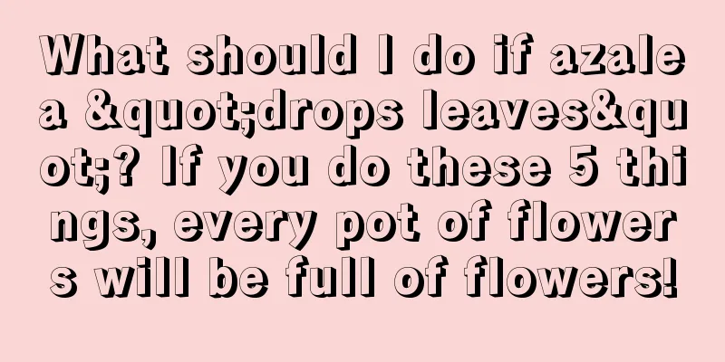 What should I do if azalea "drops leaves"? If you do these 5 things, every pot of flowers will be full of flowers!