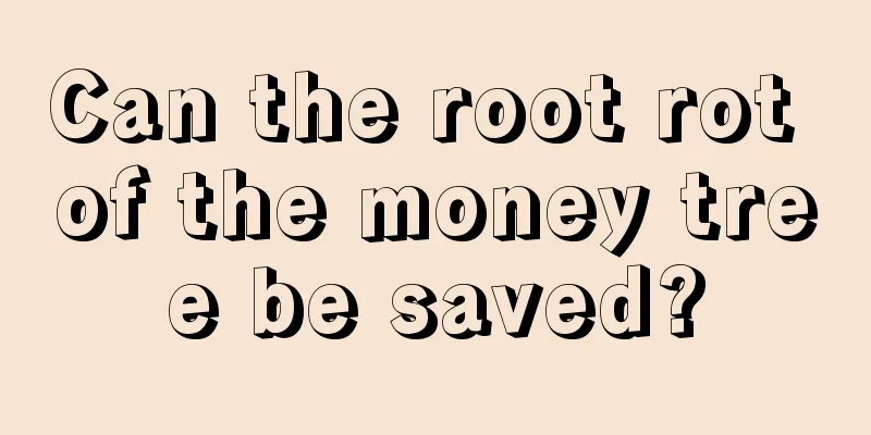 Can the root rot of the money tree be saved?