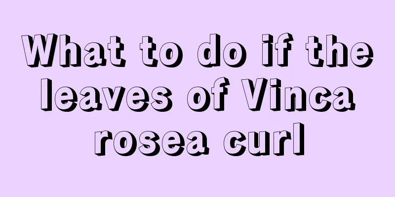 What to do if the leaves of Vinca rosea curl