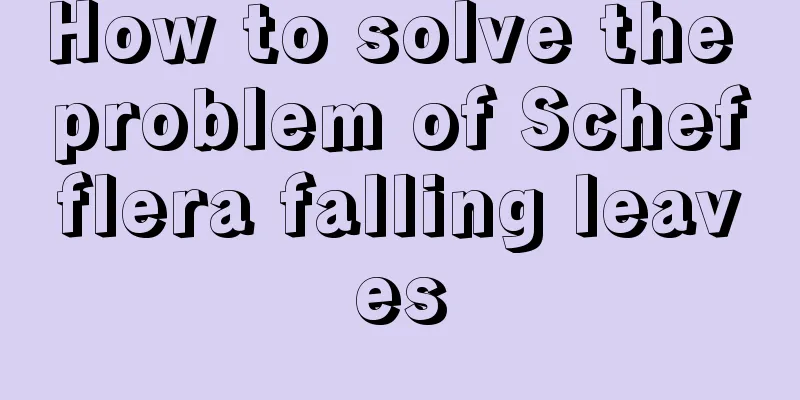 How to solve the problem of Schefflera falling leaves