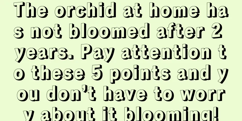 The orchid at home has not bloomed after 2 years. Pay attention to these 5 points and you don’t have to worry about it blooming!