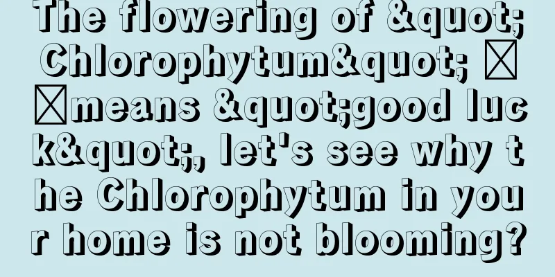 The flowering of "Chlorophytum" ​​means "good luck", let's see why the Chlorophytum in your home is not blooming?