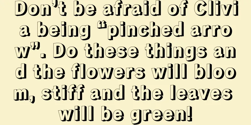 Don’t be afraid of Clivia being “pinched arrow”. Do these things and the flowers will bloom, stiff and the leaves will be green!