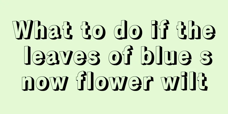 What to do if the leaves of blue snow flower wilt