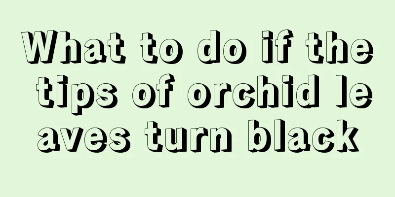 What to do if the tips of orchid leaves turn black