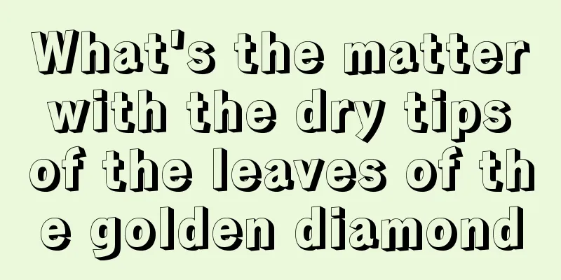 What's the matter with the dry tips of the leaves of the golden diamond