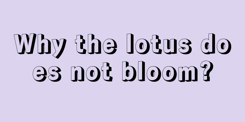 Why the lotus does not bloom?