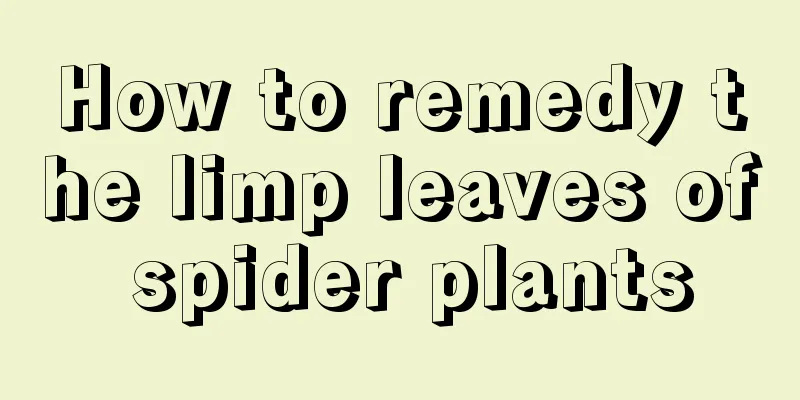 How to remedy the limp leaves of spider plants