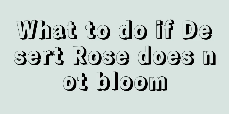 What to do if Desert Rose does not bloom