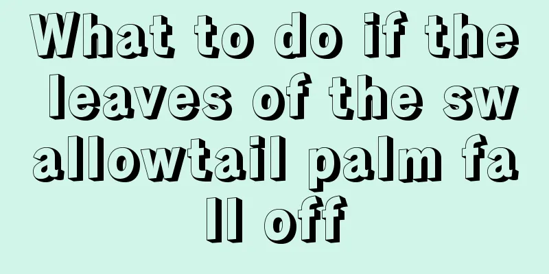 What to do if the leaves of the swallowtail palm fall off