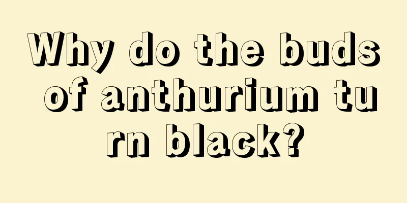 Why do the buds of anthurium turn black?