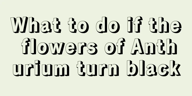 What to do if the flowers of Anthurium turn black