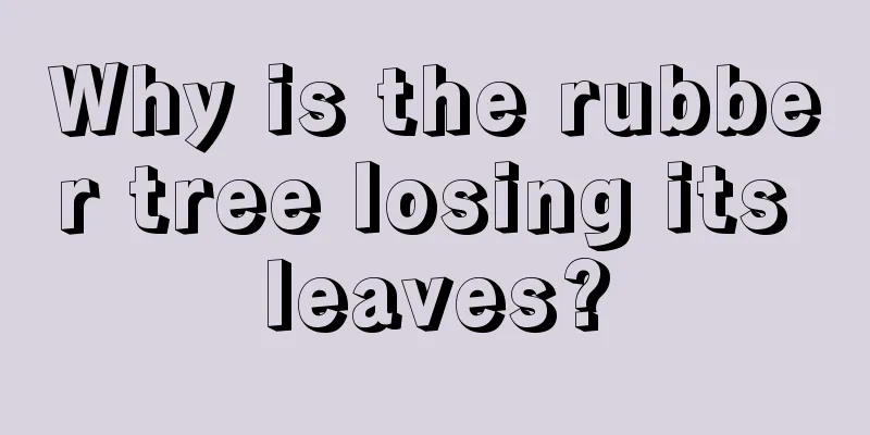 Why is the rubber tree losing its leaves?