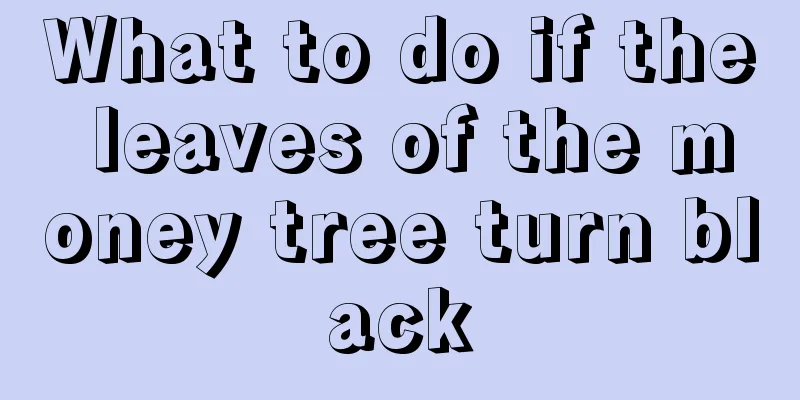 What to do if the leaves of the money tree turn black