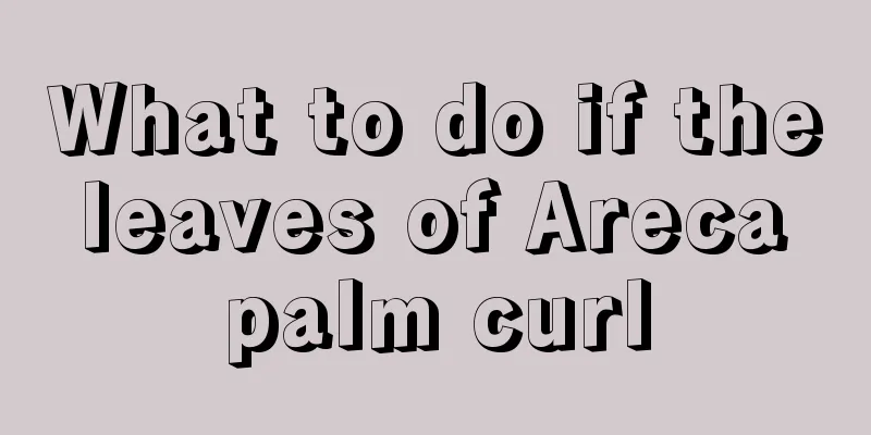 What to do if the leaves of Areca palm curl