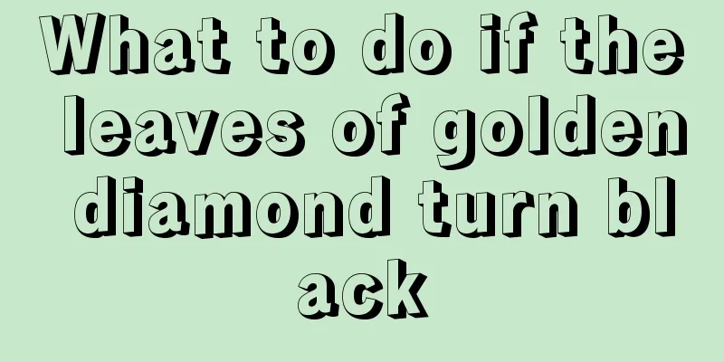 What to do if the leaves of golden diamond turn black