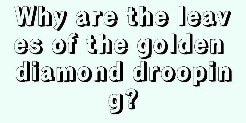 Why are the leaves of the golden diamond drooping?