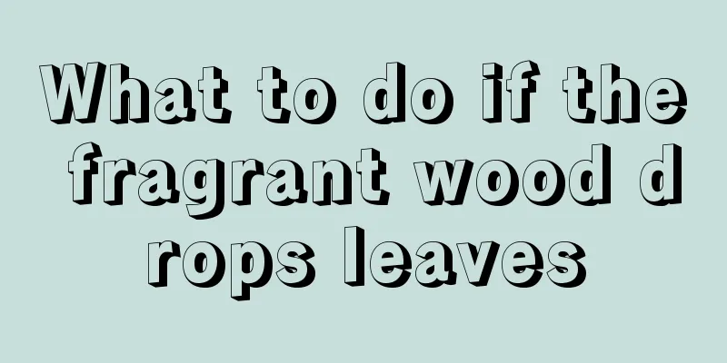 What to do if the fragrant wood drops leaves