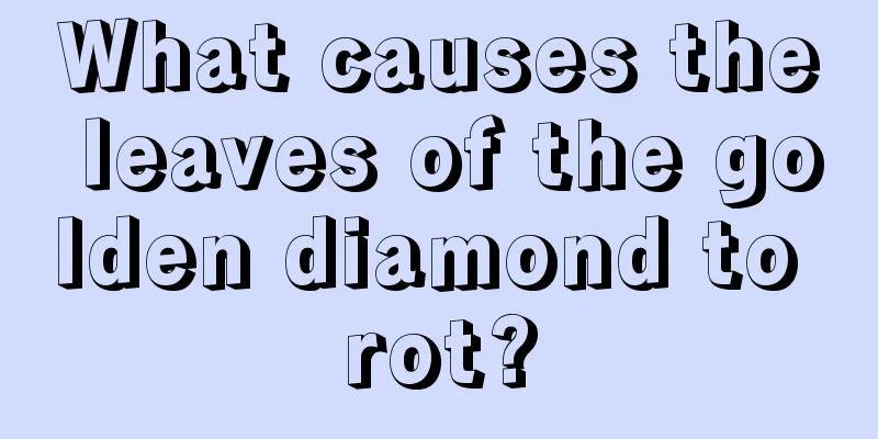 What causes the leaves of the golden diamond to rot?